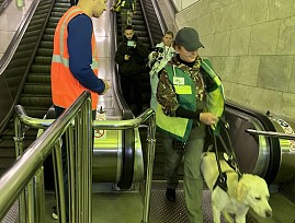 В Московском метрополитене проходит специальное обучение собак-проводников РШПСП ВОС