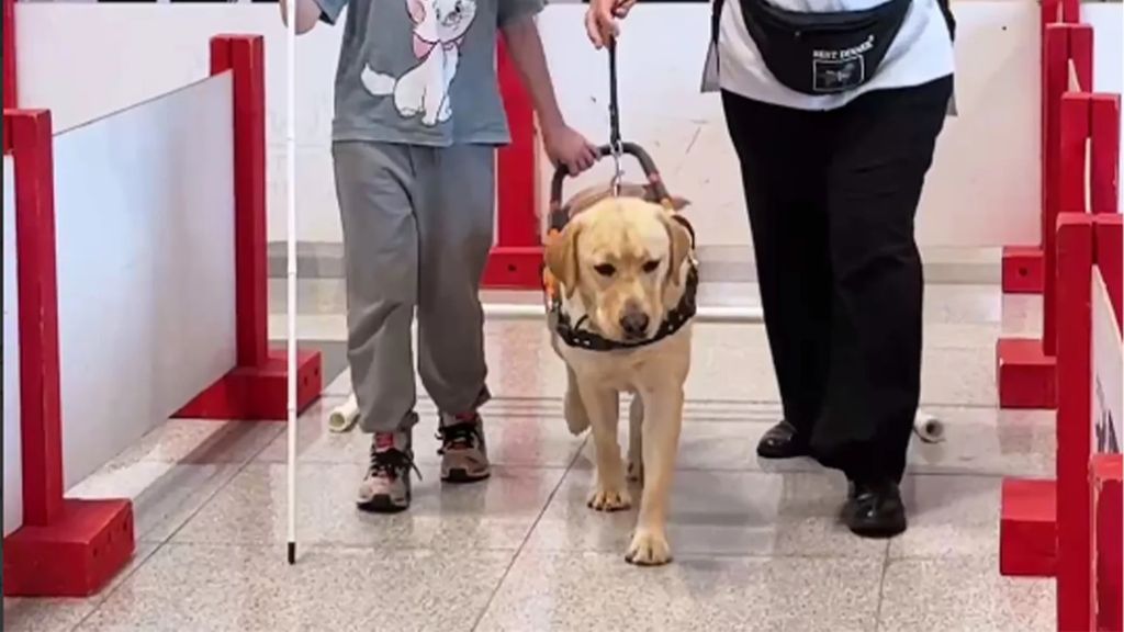 собака-проводник идёт между двух людей